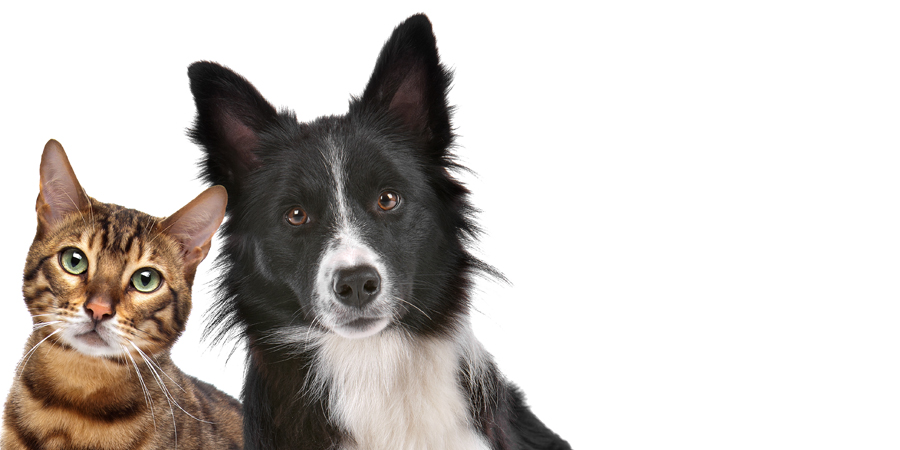 Adoptez un animal qui a été abandonné | Carrefour Canin