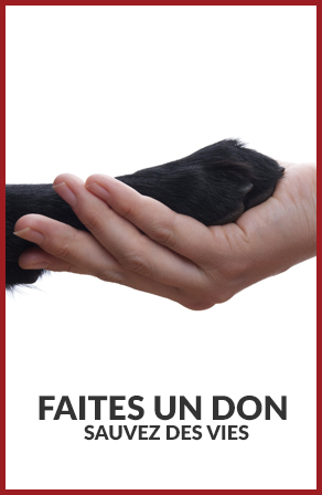 Faites un don, sauvez des vies  | Carrefour Canin